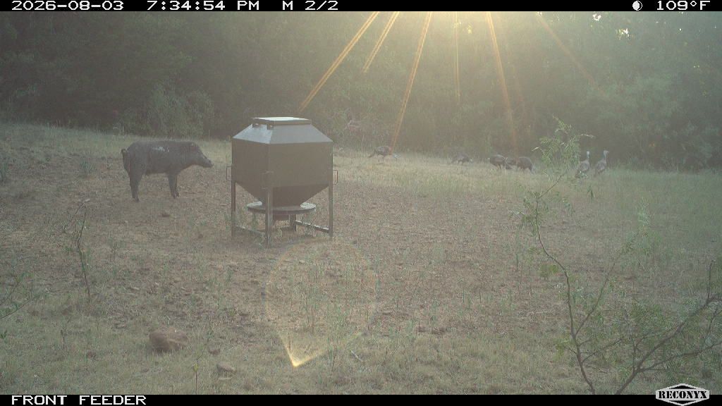 Turkey at FRONT FEEDER