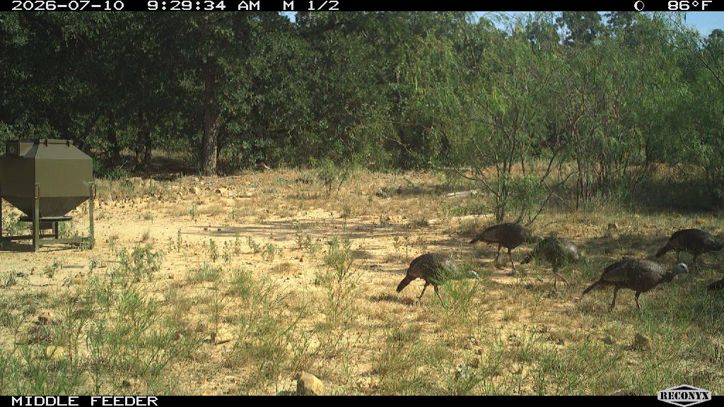 Turkey at MIDDLE FEEDER