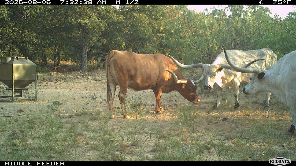 Cattle at MIDDLE FEEDER