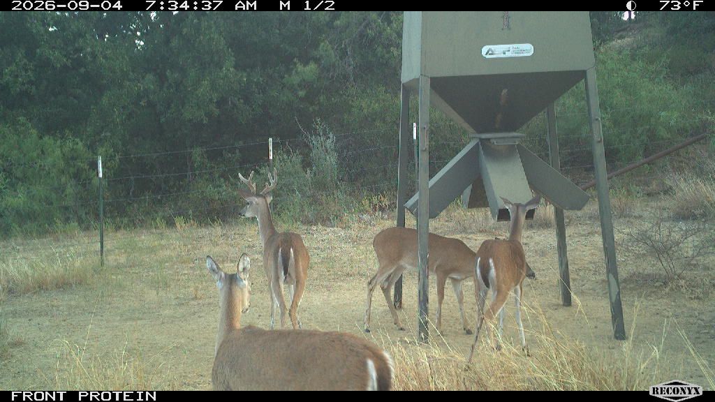 Whitetail Deer at FRONT PROTEIN