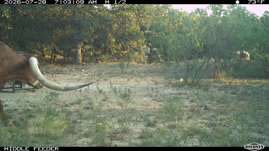 Cattle at MIDDLE FEEDER