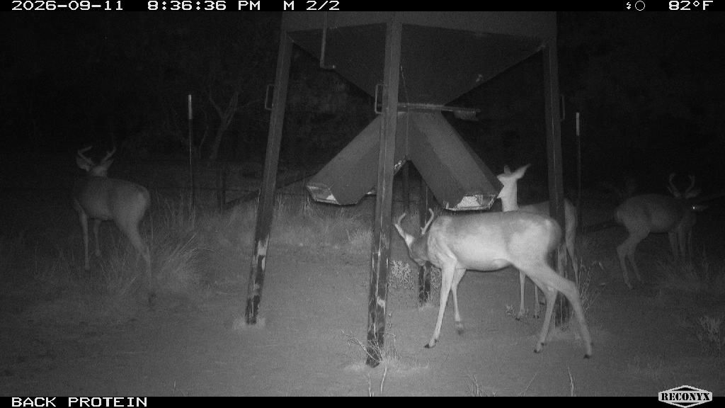 Whitetail Deer at BACK PROTEIN