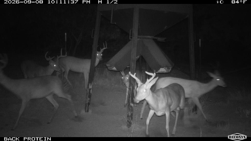Whitetail Deer at BACK PROTEIN