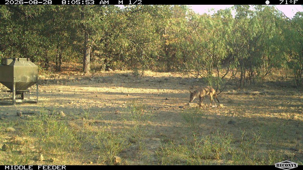 Coyote at MIDDLE FEEDER