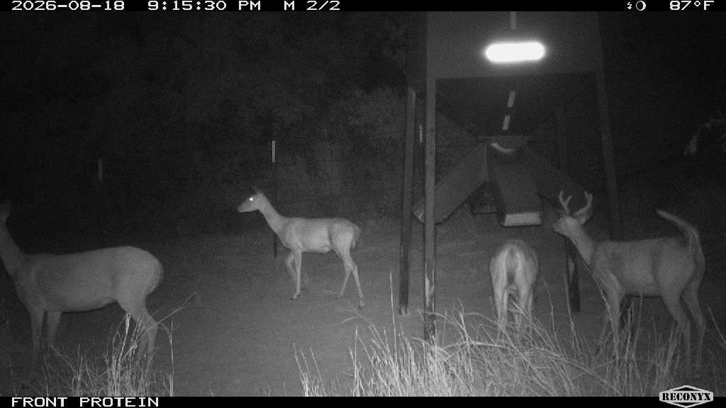 Whitetail Deer at FRONT PROTEIN