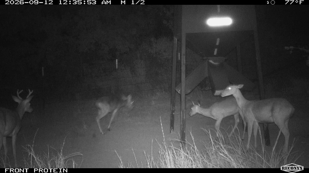 Whitetail Deer