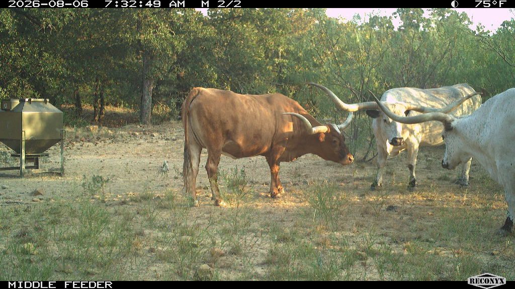 Cattle at MIDDLE FEEDER