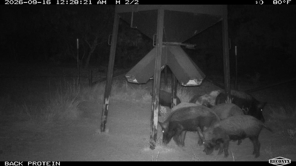 Group of ~6 wild pigs (sounder) working the protein feeder