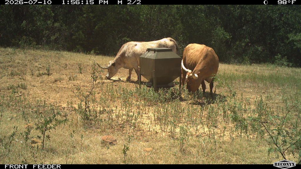 Cattle at FRONT FEEDER