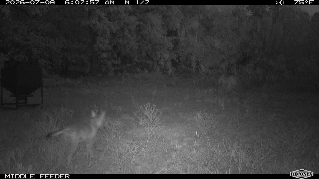 Coyote at MIDDLE FEEDER