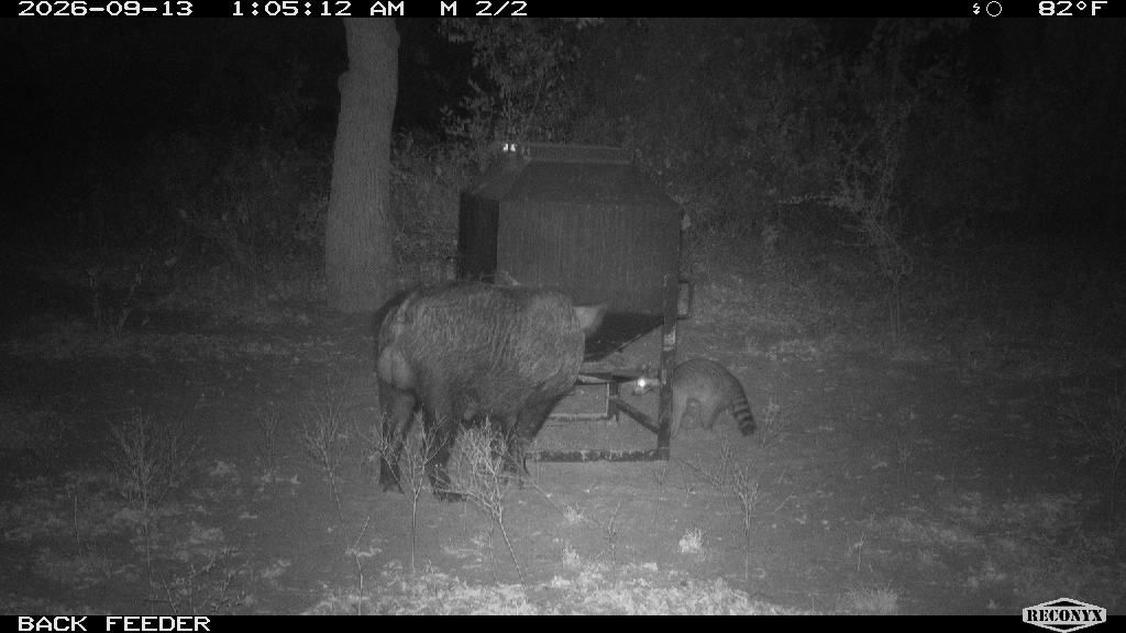 Raccoon at BACK FEEDER