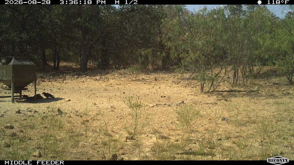 Birds at MIDDLE FEEDER