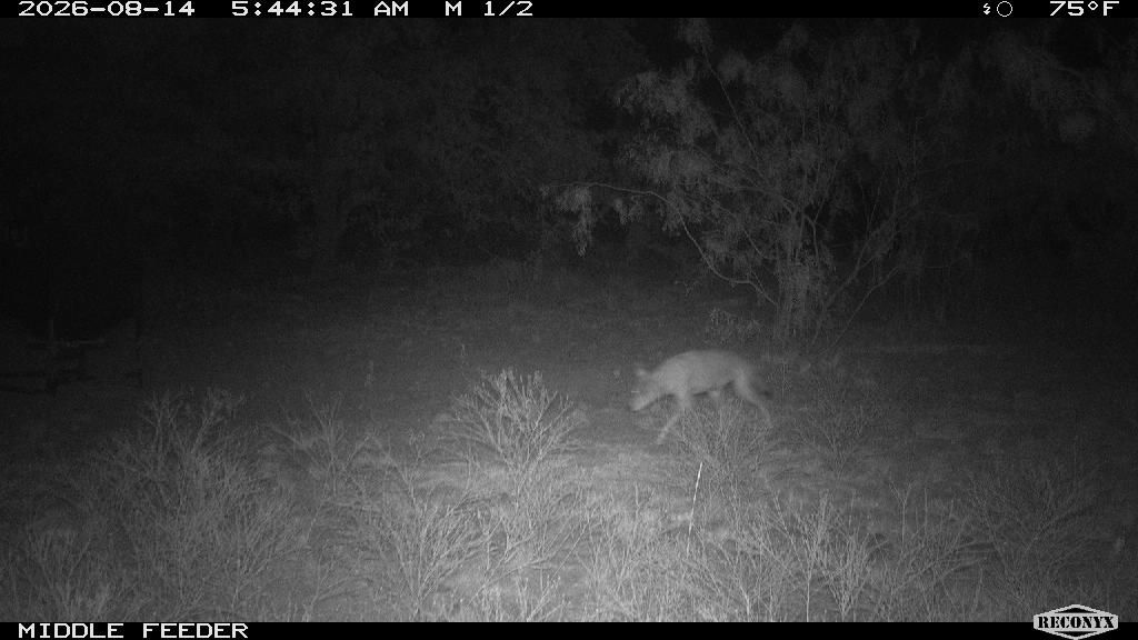Coyote at MIDDLE FEEDER