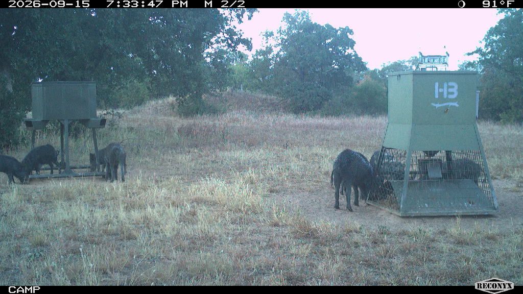 Wild Hogs at CAMP