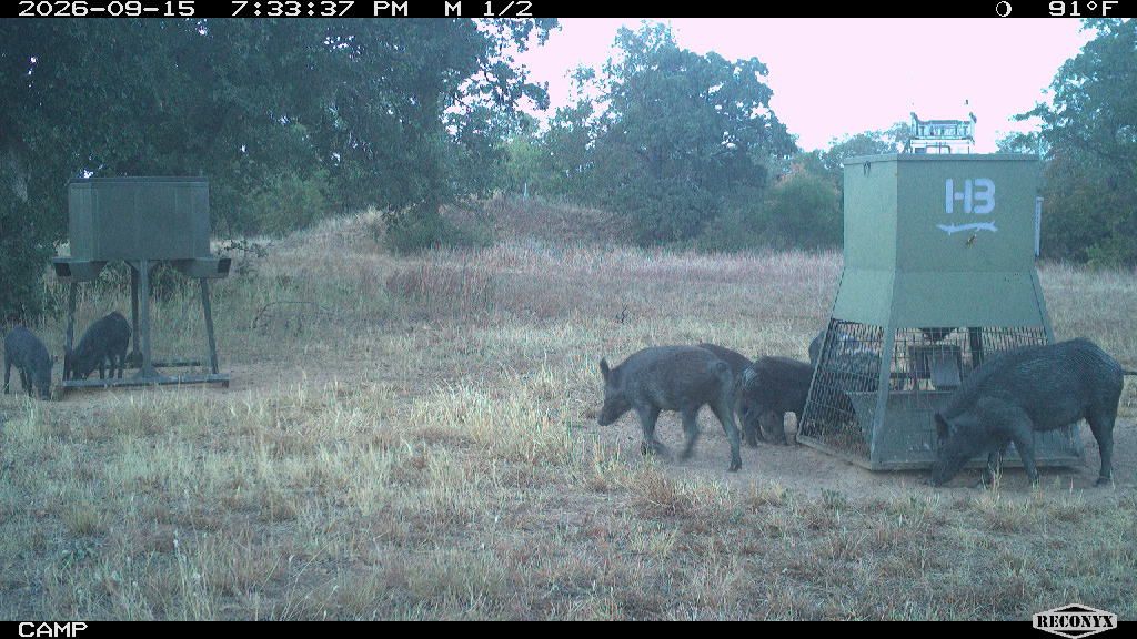 Sounder of roughly seven wild pigs hitting both feeders simultaneously