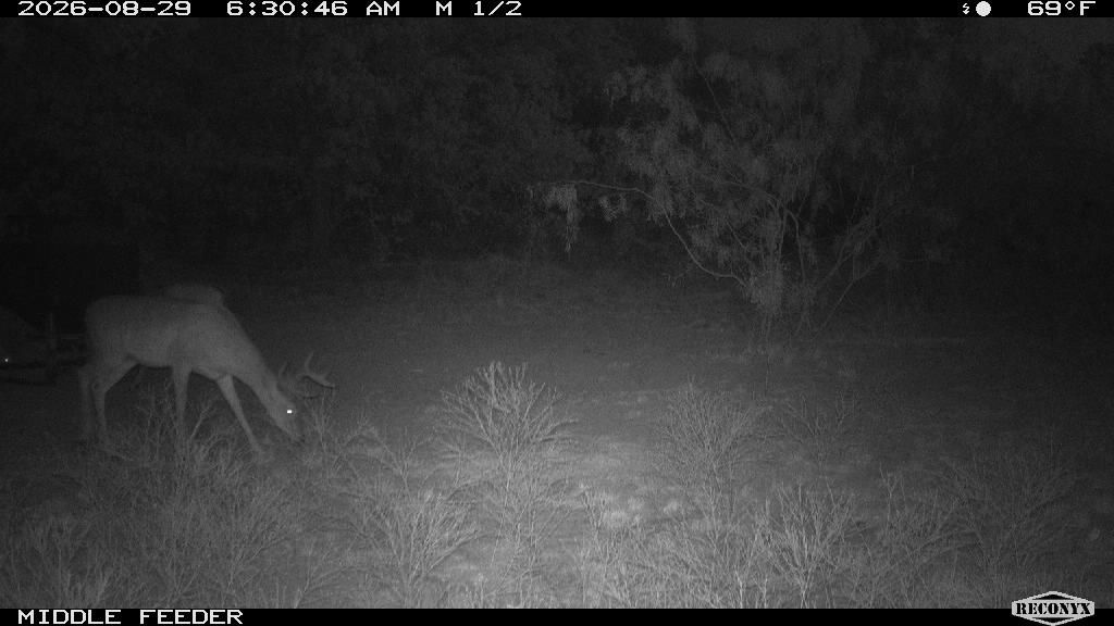 Longreach at MIDDLE FEEDER