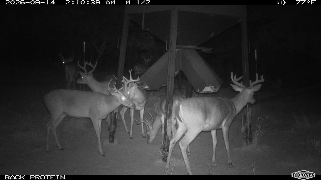 Whitetail Deer at BACK PROTEIN