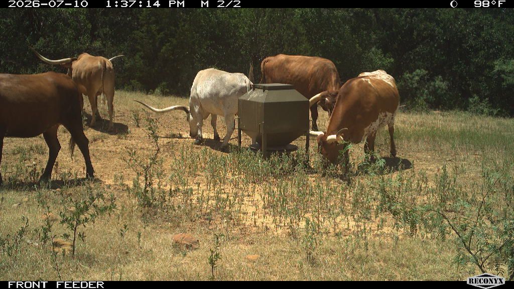 Cattle