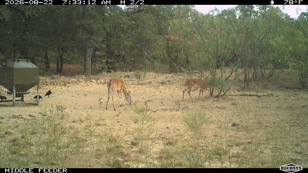 Birds at MIDDLE FEEDER