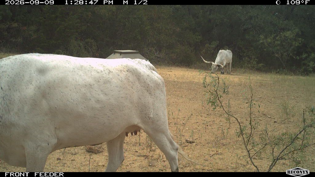 Cattle at FRONT FEEDER