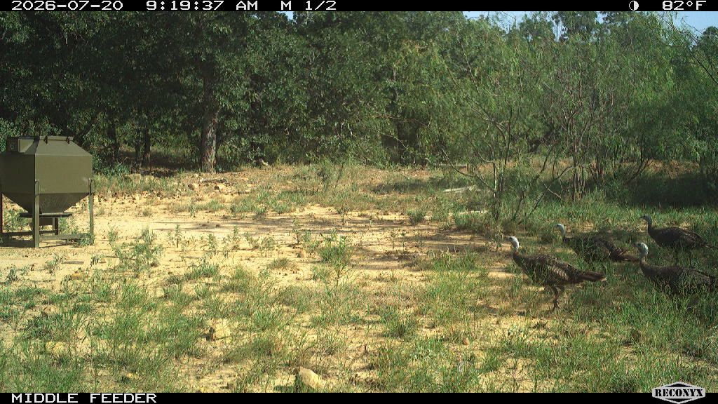 Turkey at MIDDLE FEEDER