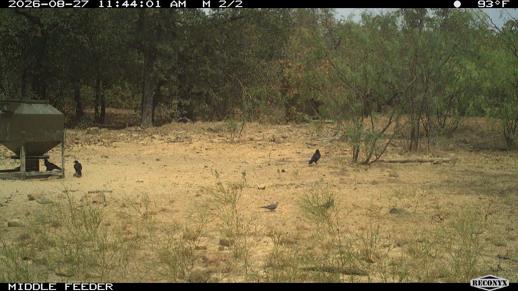 Birds at MIDDLE FEEDER