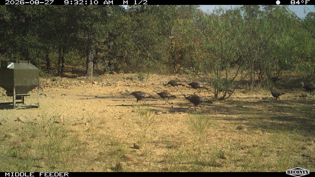 Turkey at MIDDLE FEEDER