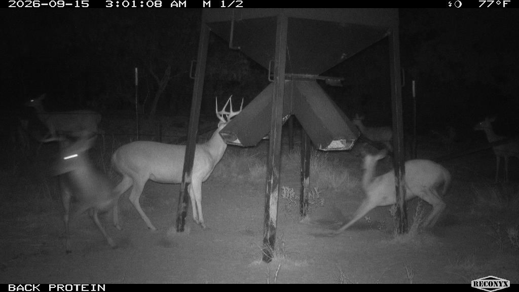 Whitetail Deer at BACK PROTEIN