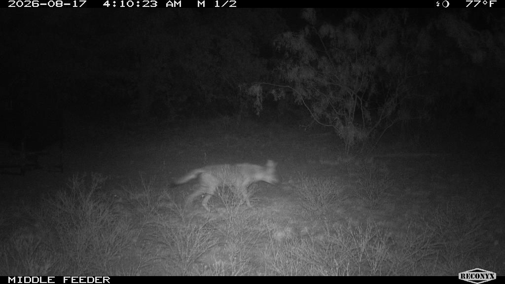 Coyote at MIDDLE FEEDER
