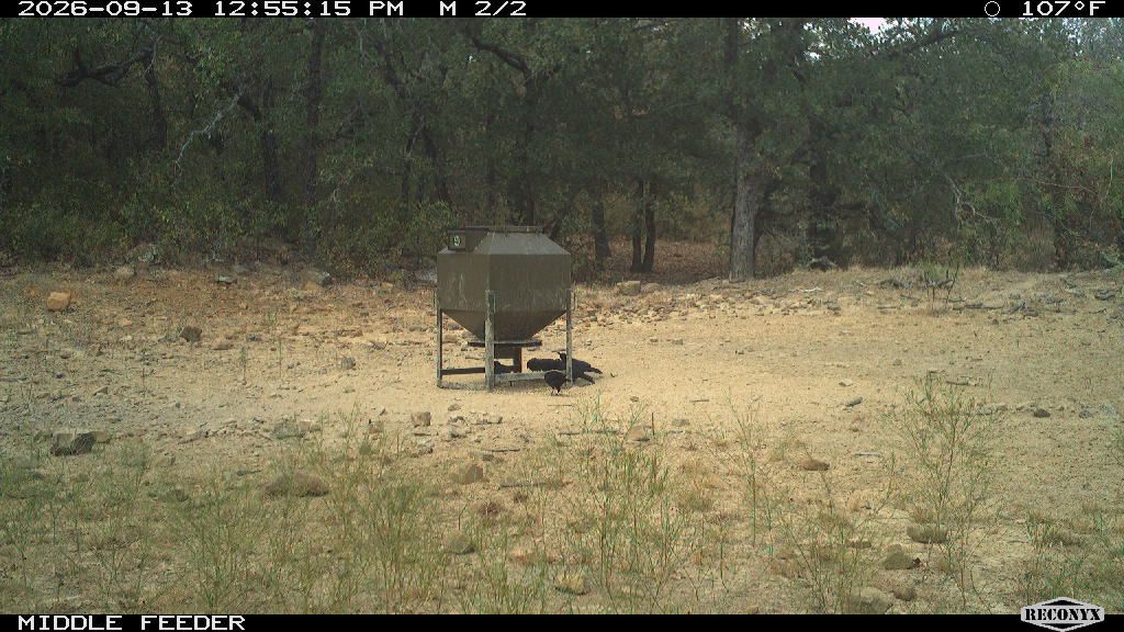 Birds at MIDDLE FEEDER