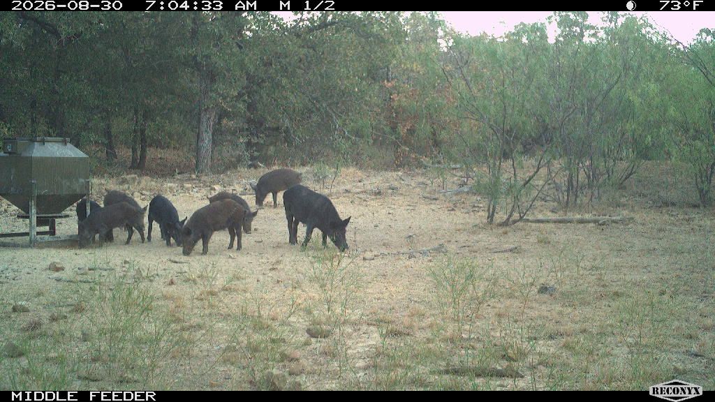 Wild Hogs at MIDDLE FEEDER