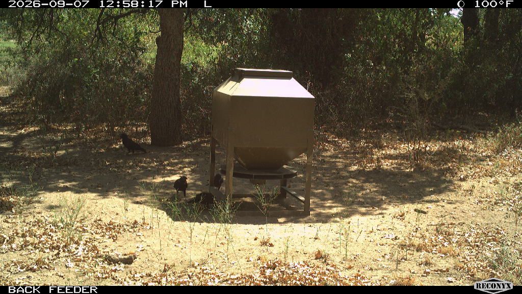 Birds at BACK FEEDER