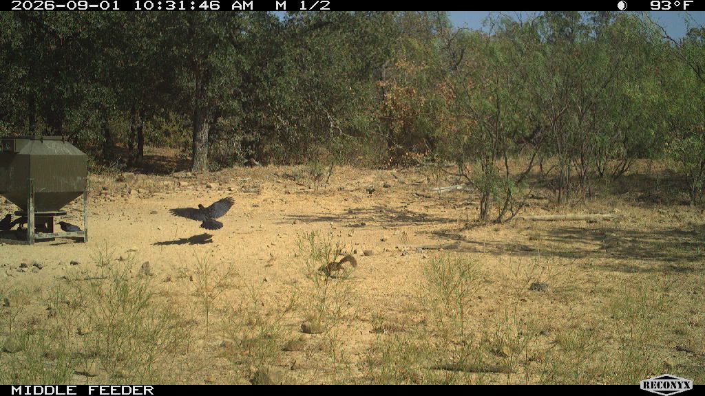 Birds at MIDDLE FEEDER