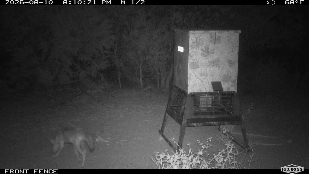 Coyote at FRONT FENCE