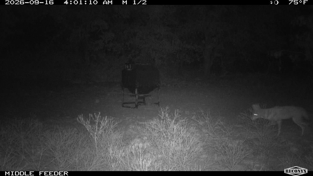 Coyote at MIDDLE FEEDER