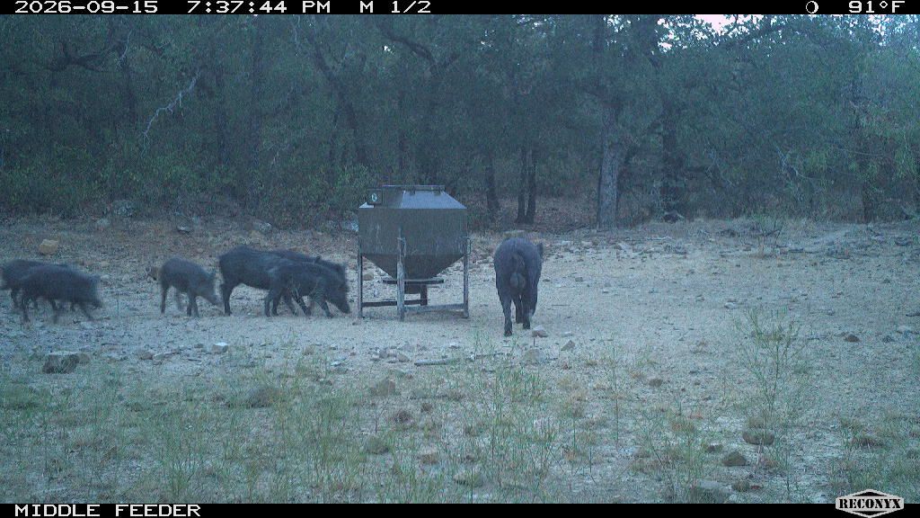 Wild Hogs at MIDDLE FEEDER