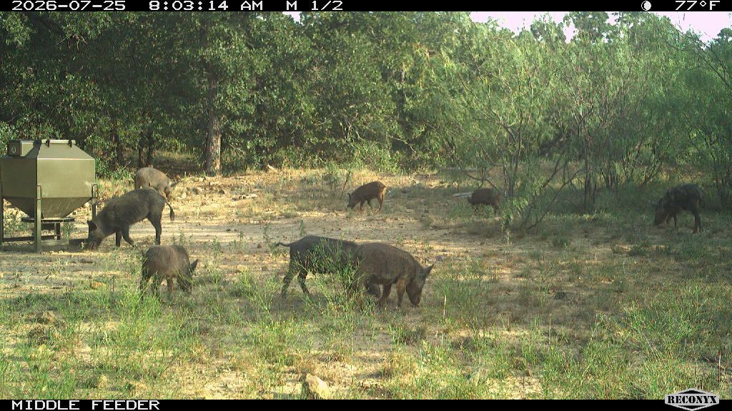 Wild Hogs at MIDDLE FEEDER