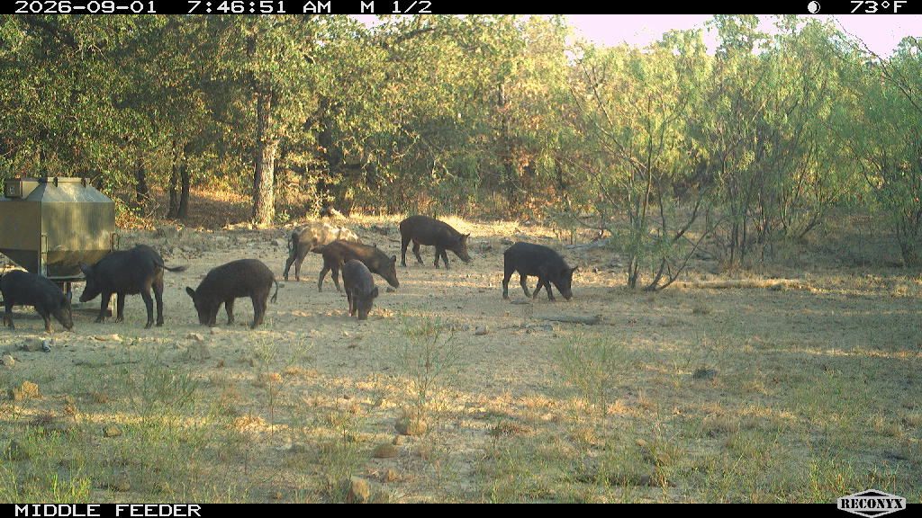 Wild Hogs at MIDDLE FEEDER