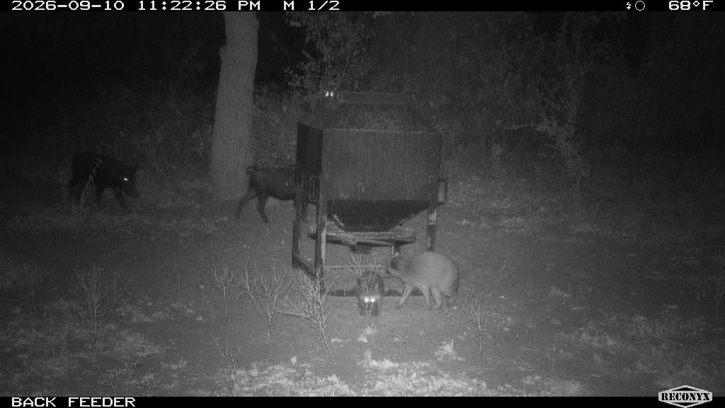 Raccoon at BACK FEEDER
