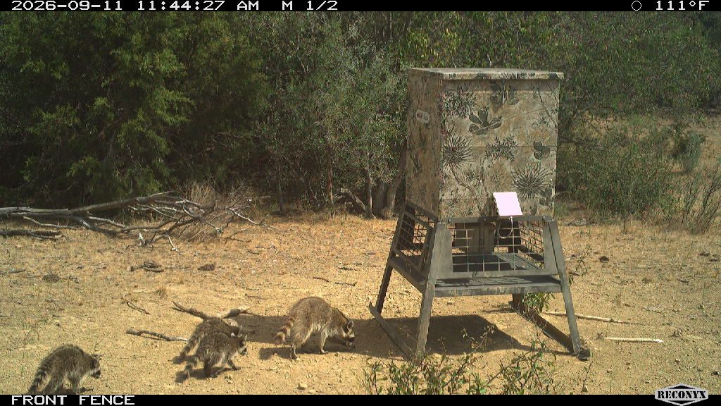 Raccoon at FRONT FENCE
