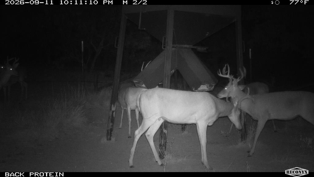 Whitetail Deer at BACK PROTEIN