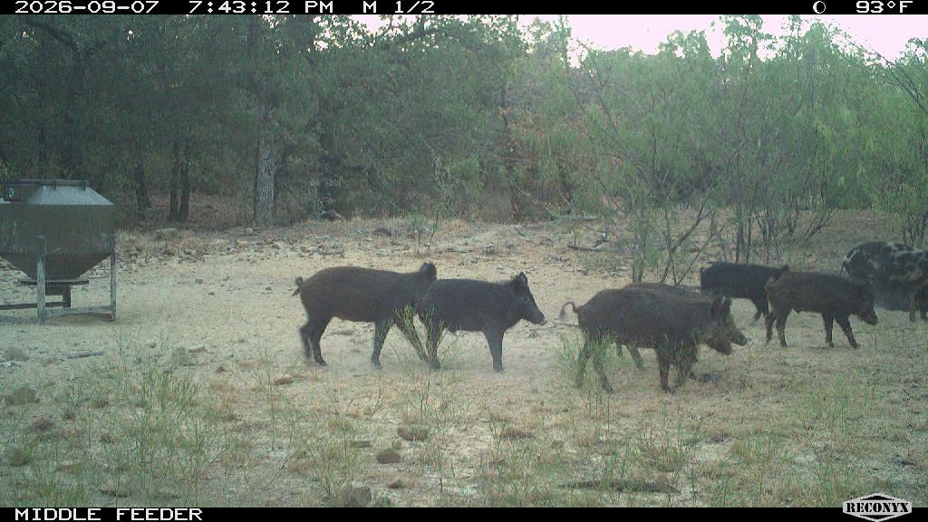 Wild Hogs