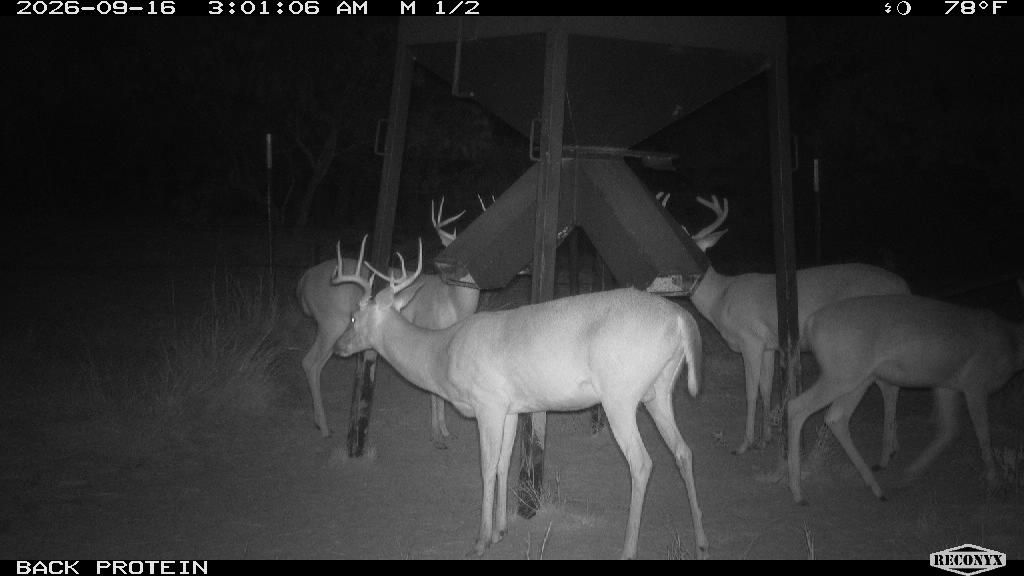 Whitetail Deer at BACK PROTEIN
