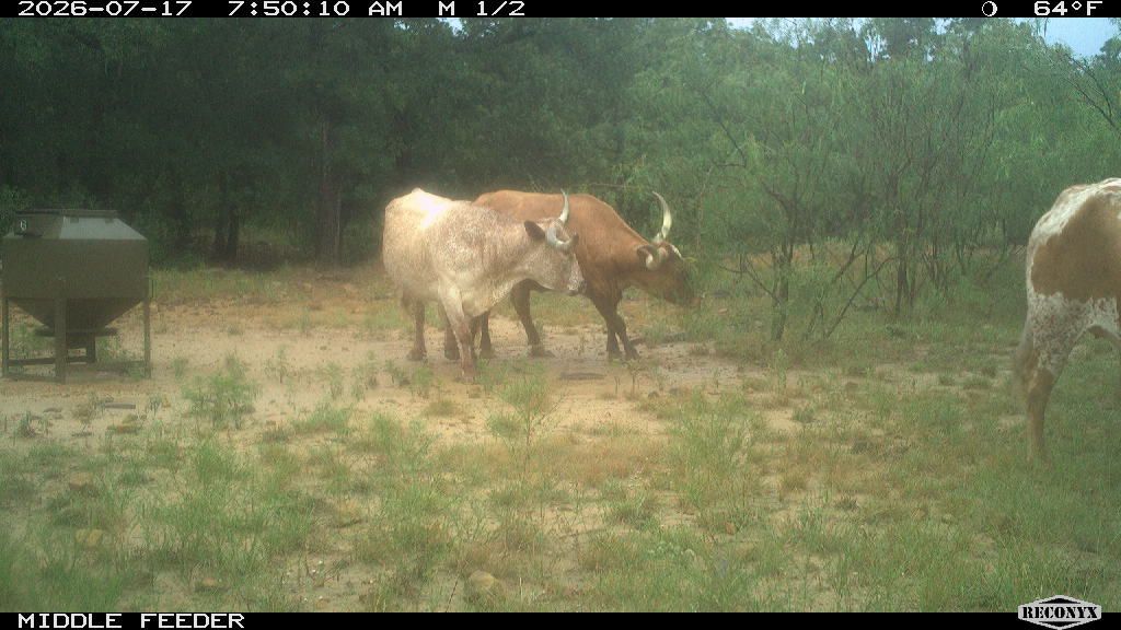 Cattle at MIDDLE FEEDER