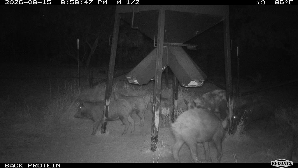 Wild Hogs at BACK PROTEIN