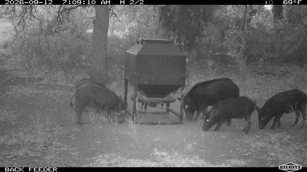 Wild Hogs at BACK FEEDER