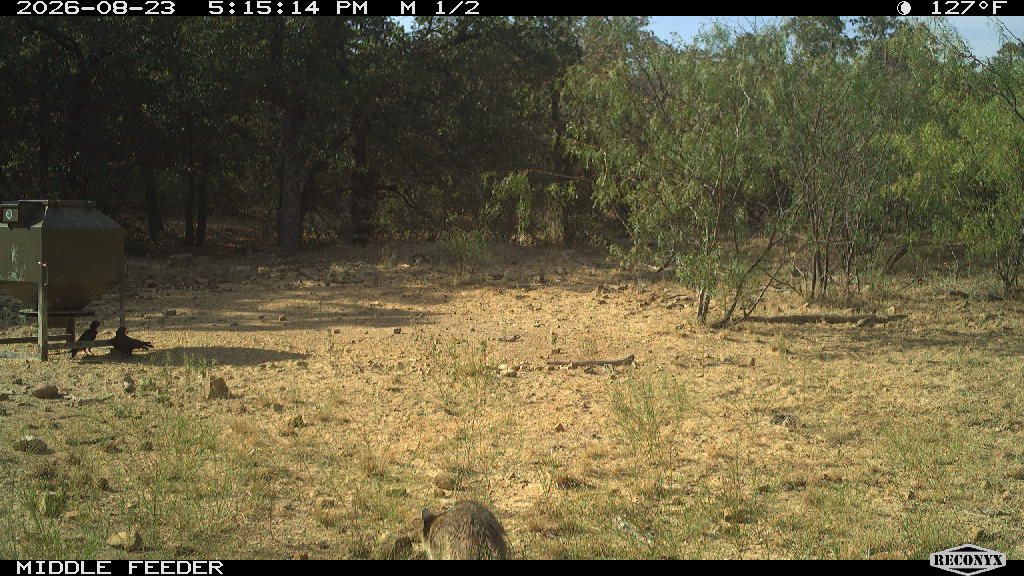Birds at MIDDLE FEEDER