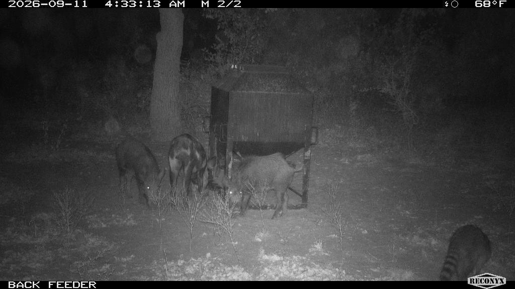 Raccoon at BACK FEEDER