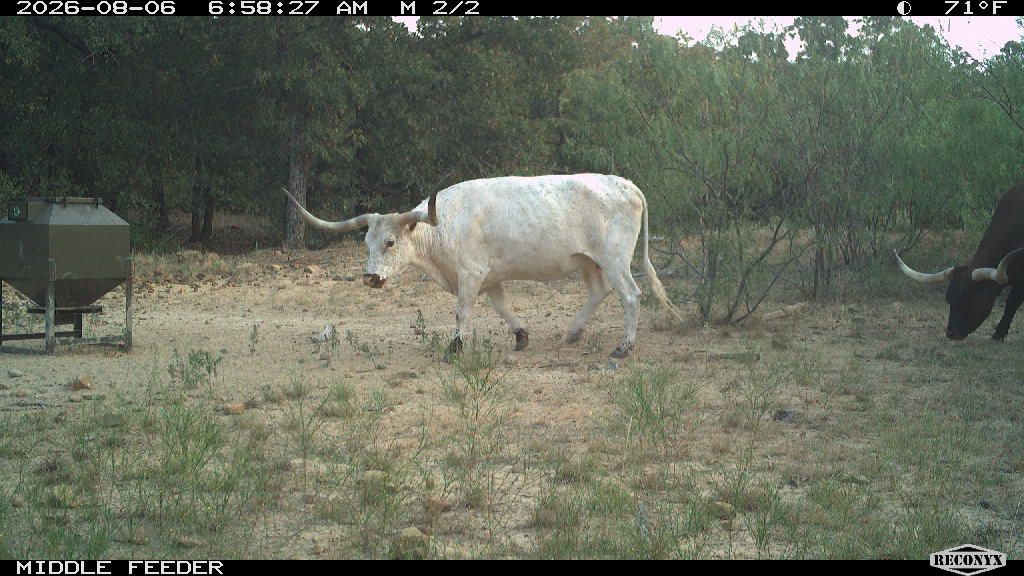 Cattle at MIDDLE FEEDER