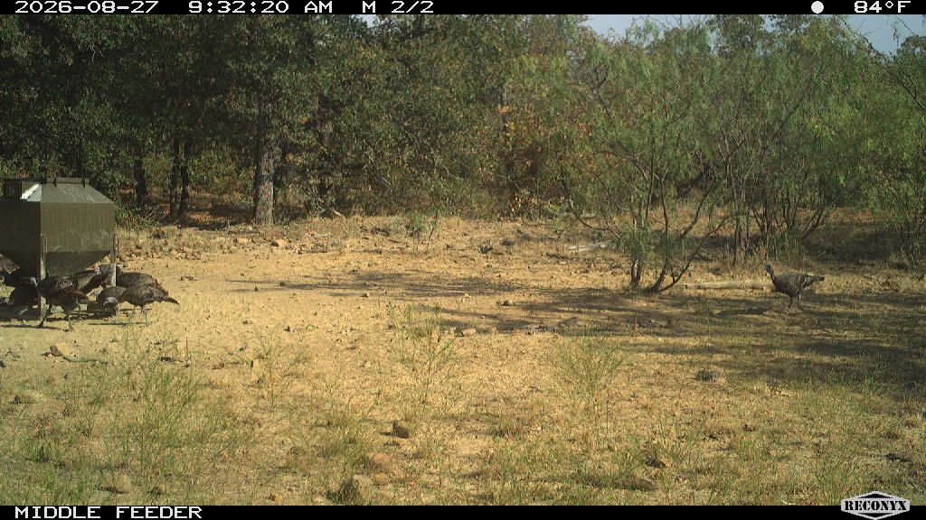 Turkey at MIDDLE FEEDER